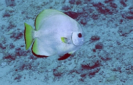 Sipadan_2015_Platax Orbiculaire_Platax orbicularis_IMG_2351_rc